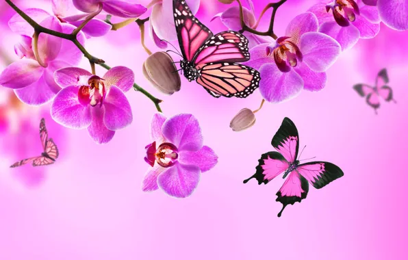 Картинка бабочки, цветы, орхидея, pink, blossom, flowers, beautiful, orchid, butterflies
