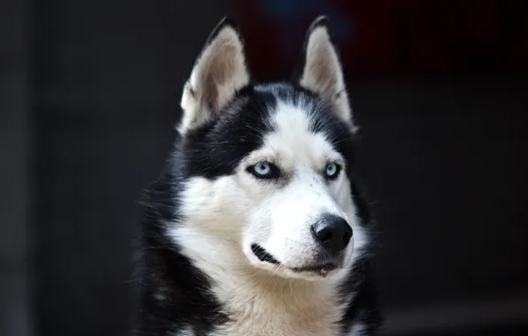 Картинка white, Dog, black, danger, Husky, cute, Blue eyes