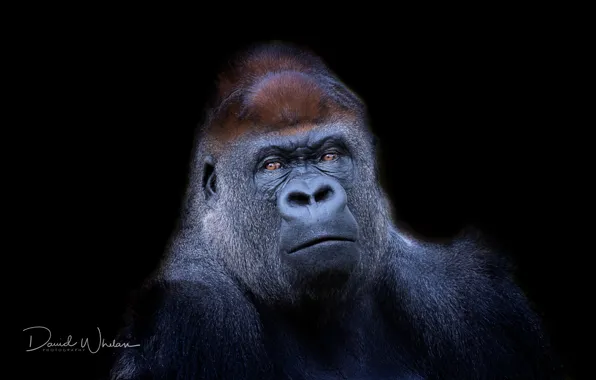 Картинка природа, фон, обезьяна, Western Lowland Gorilla
