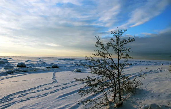 Картинка зима, небо, облака, деревья, пейзаж, закат, природа, реальное фото