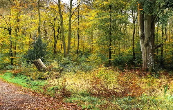 Картинка осень, лес, деревья, тропинка