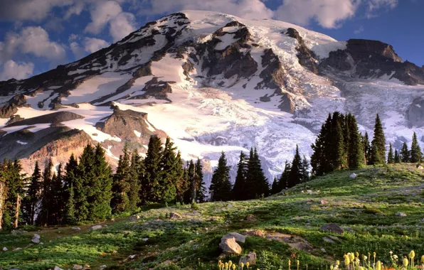 Картинка пейзаж, природа, гора, Washington, Mount Rainier, лес Wildflowers