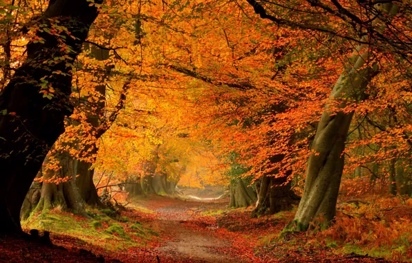 Картинка дорога, осень, лес, листья, деревья, природа, парк, colors, colorful, forest, road, trees, nature, park, autumn, …