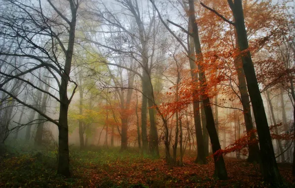 Картинка осень, лес, листья, деревья, туман, утро