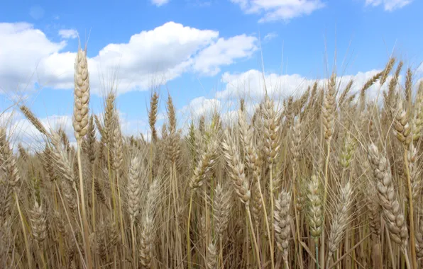 Картинка пшеница, лето, урожай, хлеб