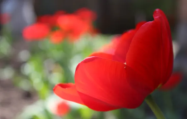 Картинка макро, красный, тюльпан, red, macro, Tulip