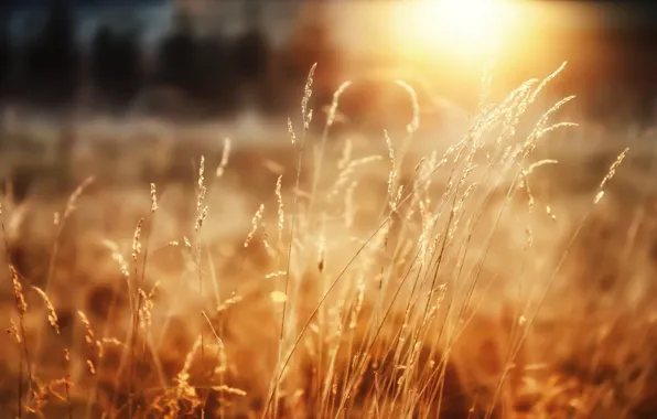 Картинка пшеница, лес, трава, солнце, радость, утро, макро обои
