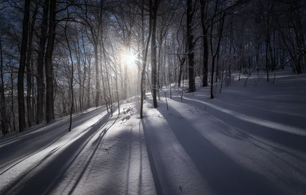 Картинка зима, лес, свет, снег, утро