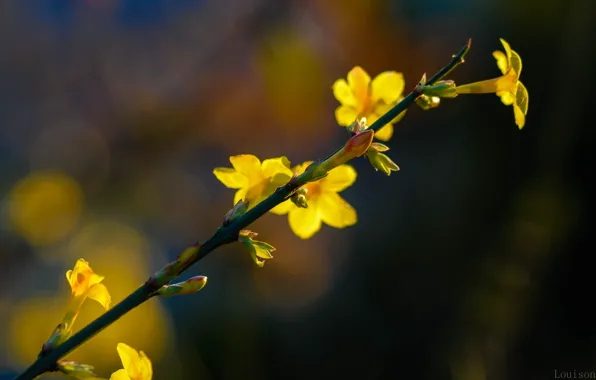 Картинка цветок, макро, желтый, природа, почки
