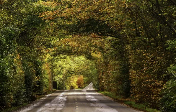 Картинка road, autumn, fall, foliage