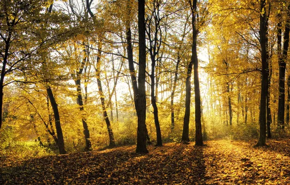 Картинка осень, лес, листья, свет, деревья