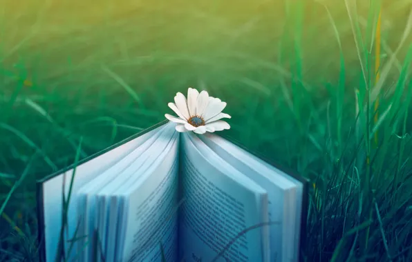 Картинка цветок, трава, природа, настроение, книга