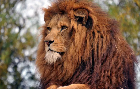 Картинка лев, царь зверей, взрослый