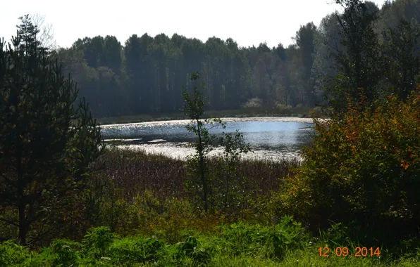 Картинка лес, деревья, природа, озеро, Приозерск