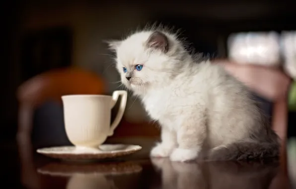 Картинка кошка, котенок, стол, пушистый, кухня, мелкий, кружка, чашка, сидит, лапочка, блюдце, сиамский, голубоглазый, рэгдолл