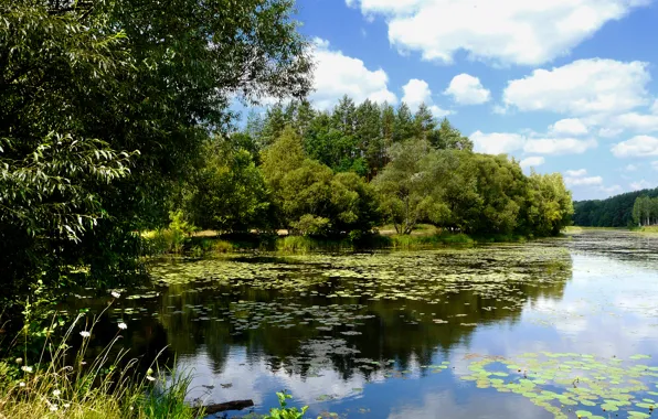 Картинка облака, деревья, озеро, отражение
