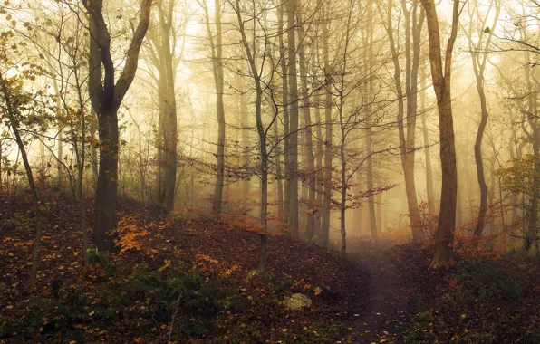 Картинка осень, лес, листья, свет, деревья, туман, загадка, light, forest, road, тропинка, trees, nature, leaves, fog, …