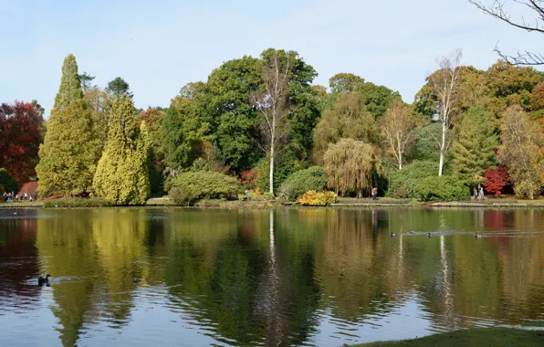 Картинка осень, озеро, Англия, autumn, lake, England, Sheffield park, Парк Шеффилд