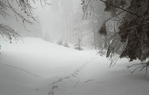 Картинка зима, лес, снег, природа, Чехия, Шумава, PLESNÁ