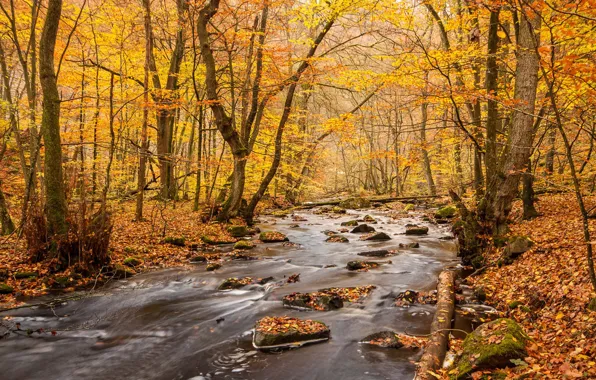 Картинка river, water, autumn, rocks, leaves, autumn colors, fall, foliage, woodland, fall colors, fall palette, autumn …
