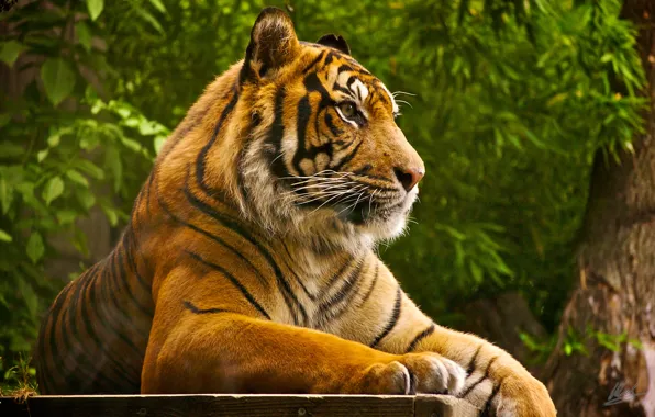 Картинка тигр, отдых, хищник, зверь