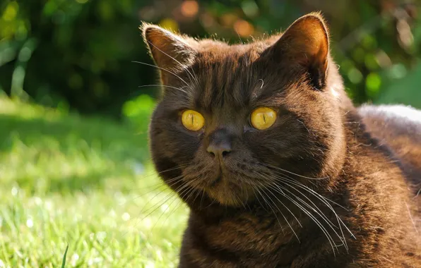 Картинка кот, усы, взгляд, морда, котяра, глазища, чёрный кот
