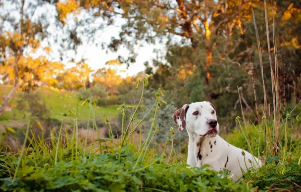 Картинка river, dog, dalmatian