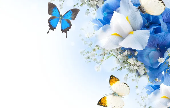 Картинка бабочки, цветы, гортензия