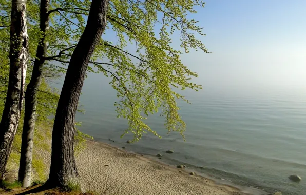 Картинка деревья, природа, туман, озеро