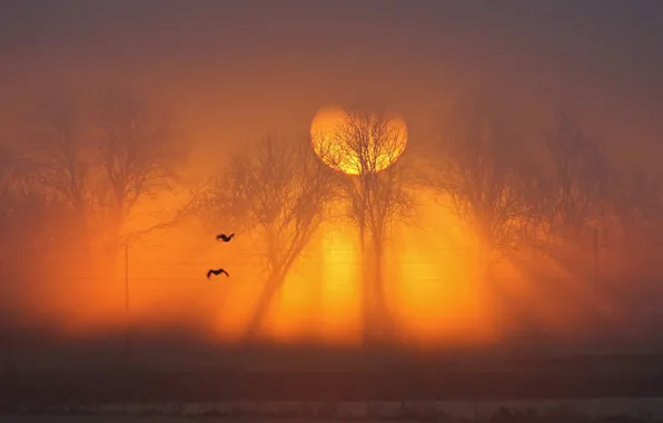 Картинка солнце, деревья, закат, птицы, туман, провода