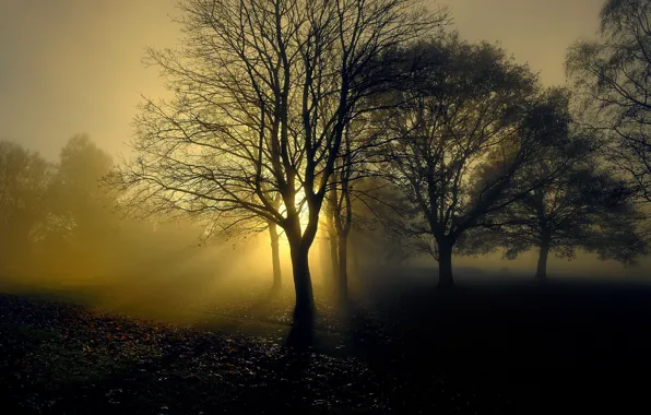 Картинка свет, деревья, туман