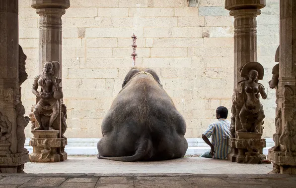 Картинка отдых, человек, слон, Индия