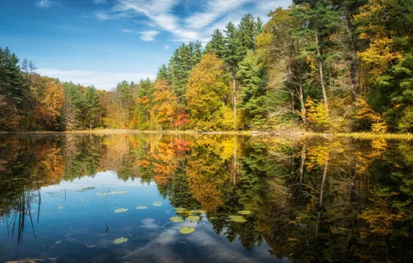 Картинка осень, лес, природа, озеро