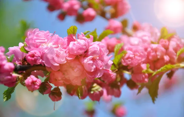 Картинка весна, сакура, розовые, цветение