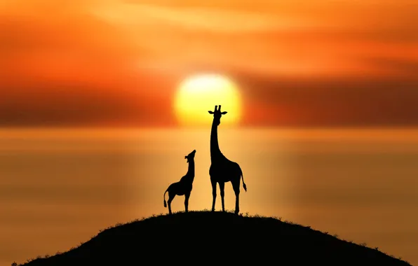 Картинка солнце, жирафы, силуэты