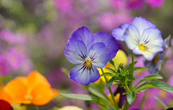 Картинка цветы, голубые, анютины глазки, полевые, виола