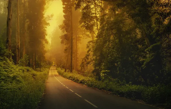 Картинка дорога, машина, лес, трава, деревья, туман, разметка