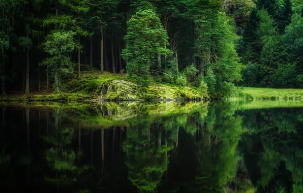 Картинка лес, деревья, природа, озеро, отражение