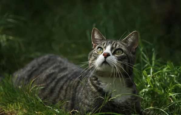 Картинка кошка, трава, взгляд, зеленоглазая
