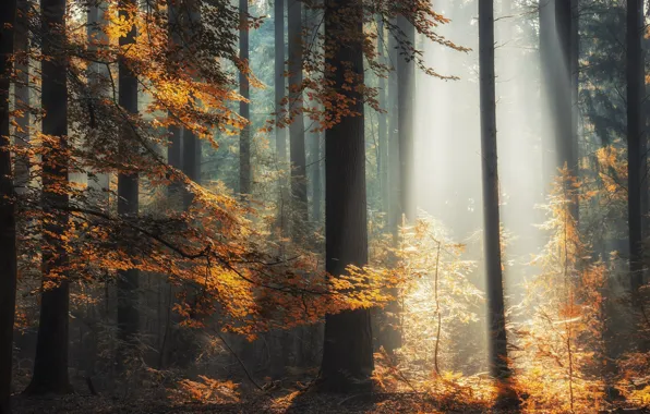 Картинка осень, лес, лучи, свет, деревья