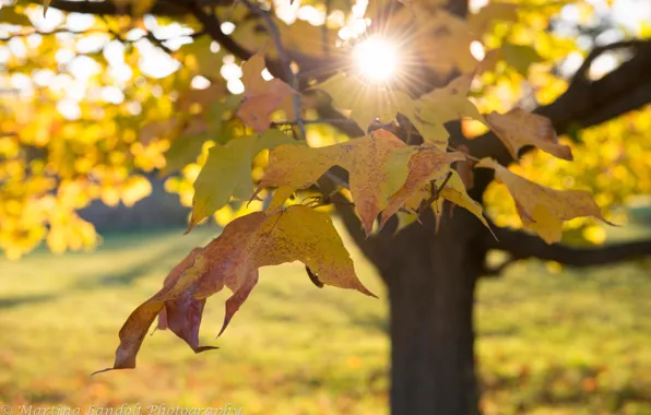 Картинка осень, природа, дерево, листва