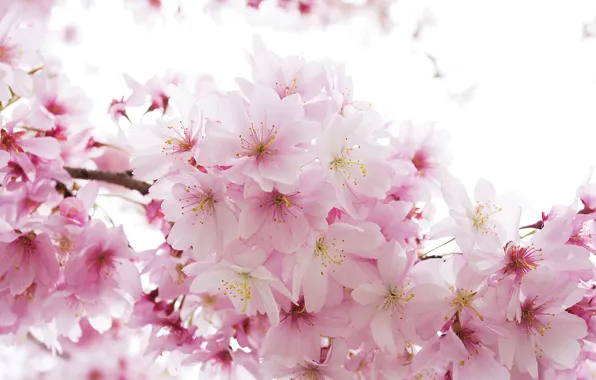 Картинка розовый, нежность, весна, сакура