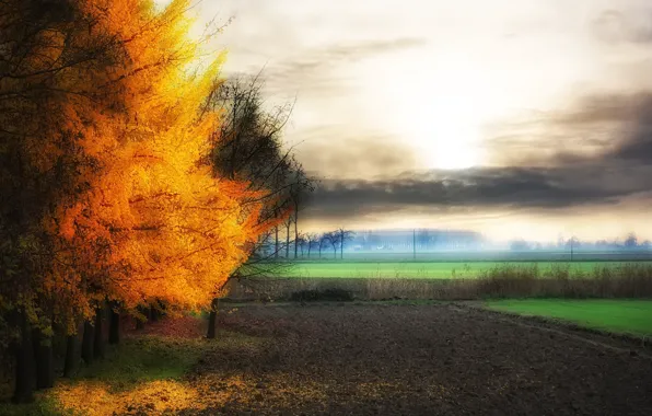 Картинка поле, осень, природа