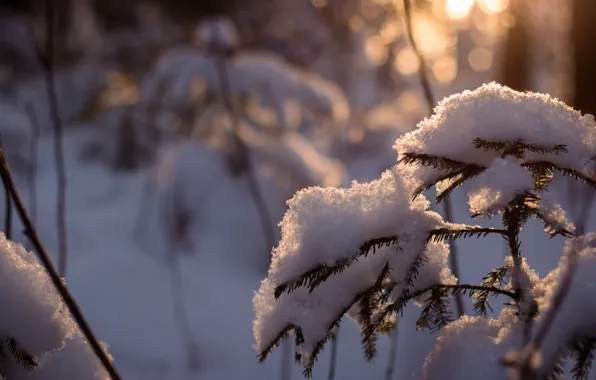 Картинка зима, лес, снег, дерево, ель