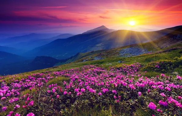 Картинка солнце, цветы, горы, рассвет