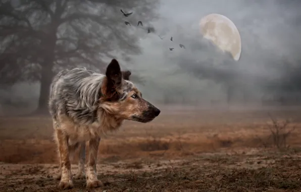 Картинка фон, луна, собака