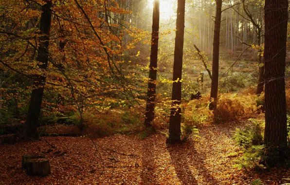 Картинка осень, лес, листья, деревья, Англия, Чешир