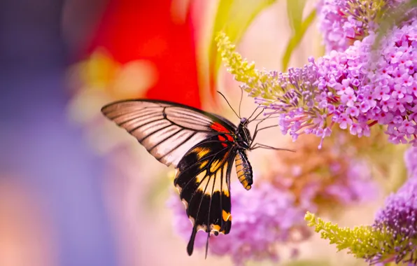 Картинка макро, цветы, бабочка, Парусник Лови