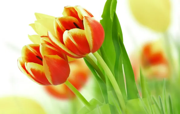Картинка листья, цветы, красота, букет, лепестки, тюльпаны, красные, red, yellow, жёлтые, flowers, beauty, petals, bouquet, Tulips