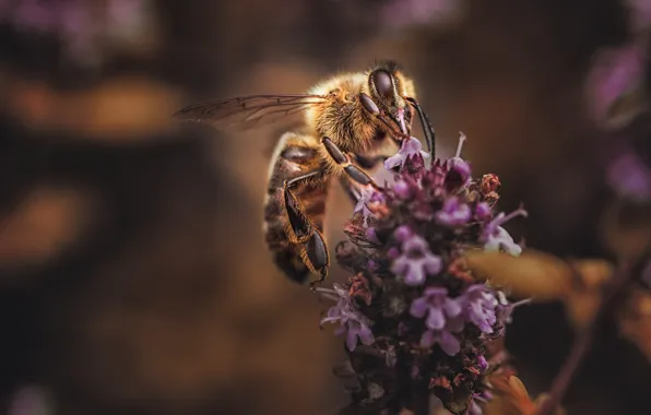Картинка макро, цветы, пчела, фон, лаванда